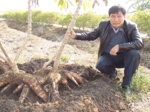 图二：采用抗风增产栽培技术种植的木薯