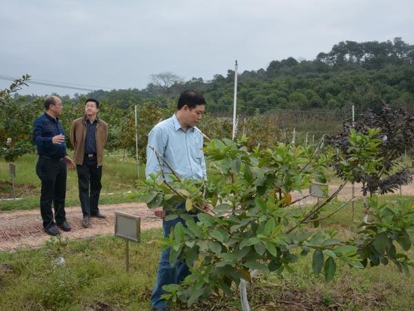 杨伟林一行参观番石榴基地