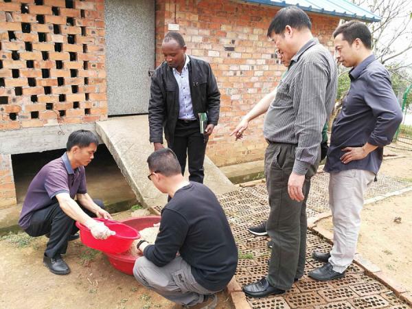 参观麻渣饲料化山羊养殖基地