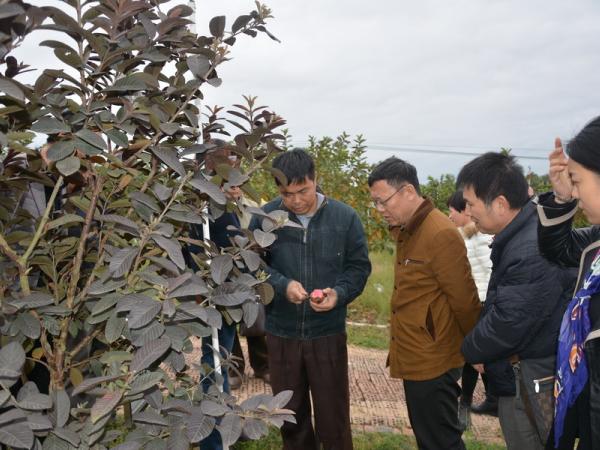 李卫东一行参观了番石榴种植资源圃