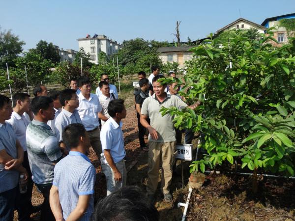 水果研究中心甘卫堂农艺师向农民学员介绍我所栽培推广的番石榴优良品种