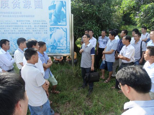 广西芒果创新团队栽培岗位科学家黄国弟研究员向农民学员介绍我所选育的芒果优良品种