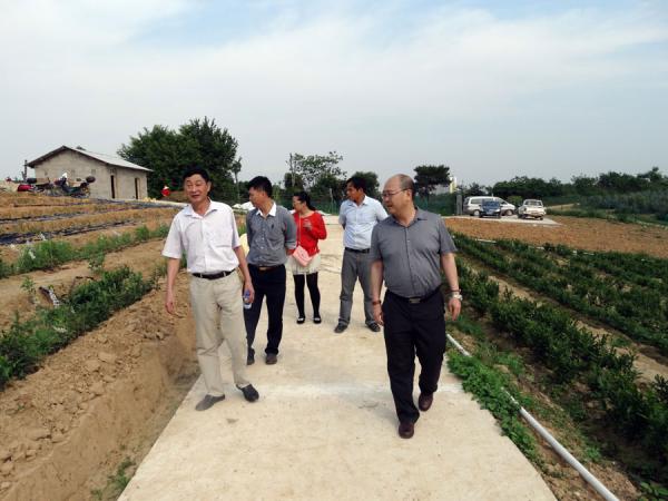 黄强所长一行查看实验基地茶苗长势