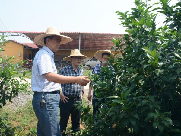 李添文介绍橘树挂果情况