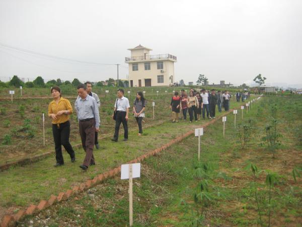 全国引智基地会议代表参观广西亚热带作物研究所木薯种质资源圃