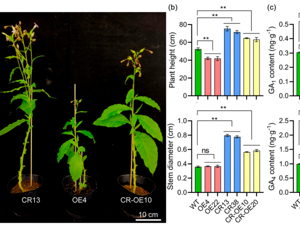 广西热作所科技人员芒果研究成果在国际知名SCI期刊International Journal of Molecular Sciences上发表