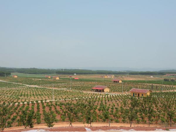 樱花橘香园全景