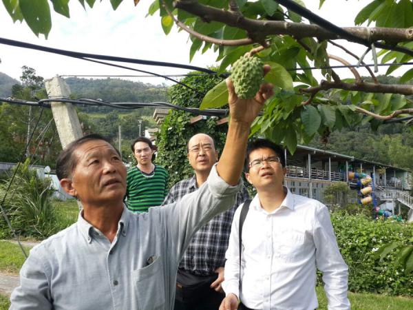 参观释迦种植基地