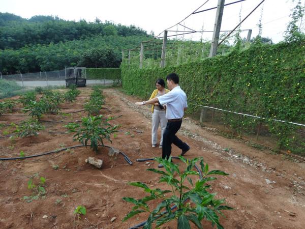 诺丽种植示范基地考察