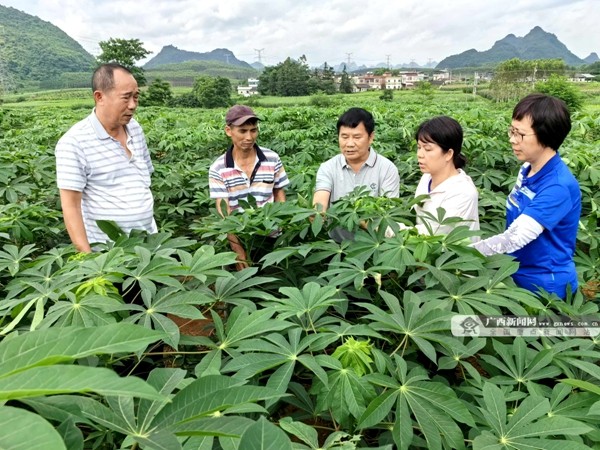 李军（左三）带领研究团队到食用木薯基地指导种植管理工作。通讯员供图_副本.jpg