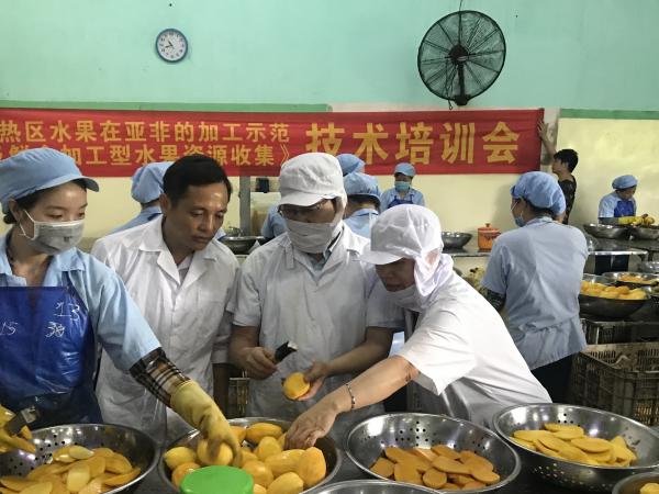 广西热作所科技人员赴越南开展技术培训