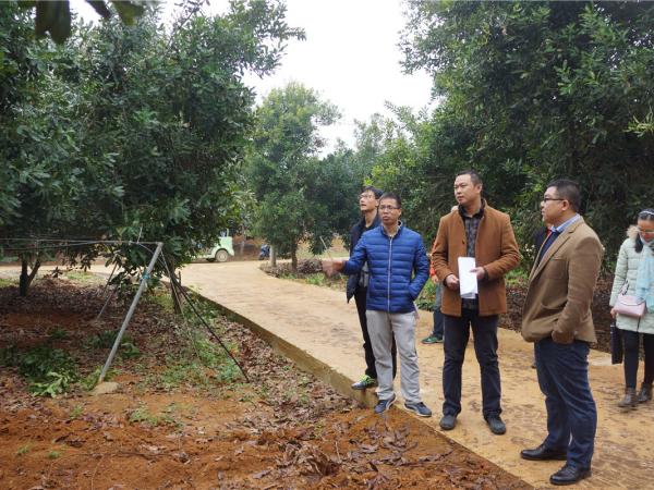 广西热作所坚果中心科技人员赴龙州县开展广西创新驱动发展专项实施情况调研