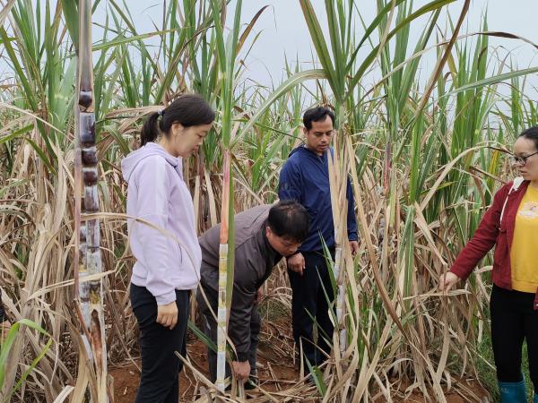 广西热作所甘蔗研究团队赴横州开展项目实施调研