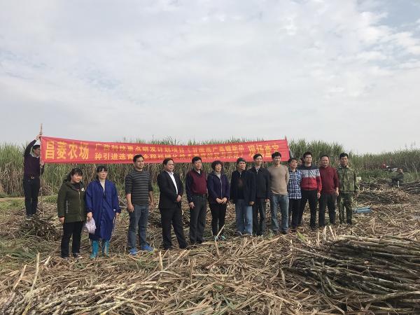 桂热系列甘蔗优良新品种选育项目顺利通过田间查定