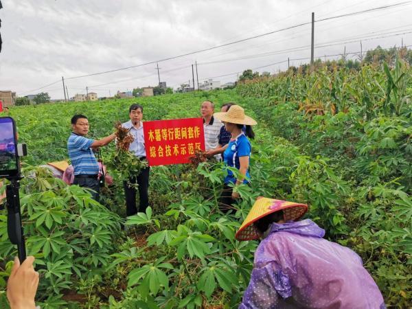 “木薯间套作及水肥药关键技术集成与示范”课题通过现场查定
