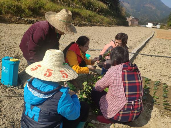 广西热作所科技特派员赴融水开展技术服务