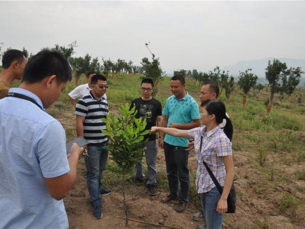 广西热作所科技特派员积极开展澳洲坚果种植技术服务