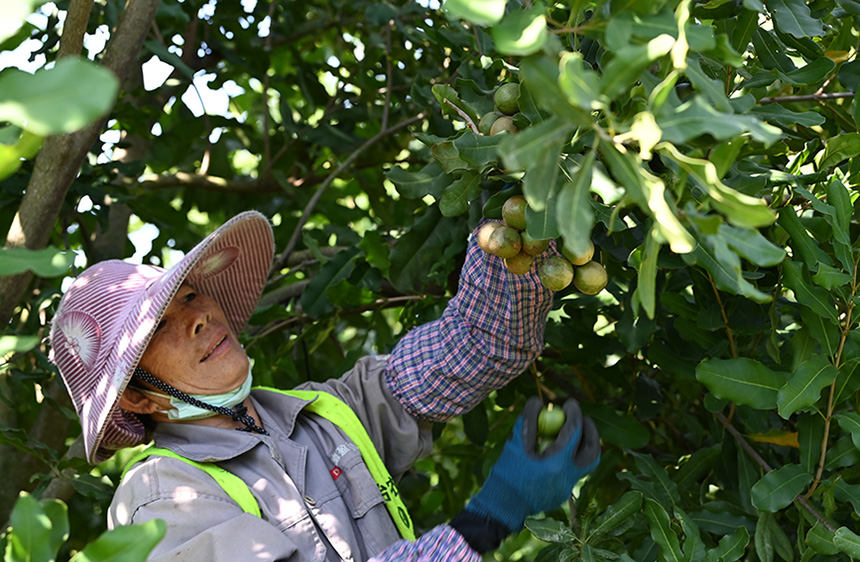 果农在采摘坚果。韦世先摄