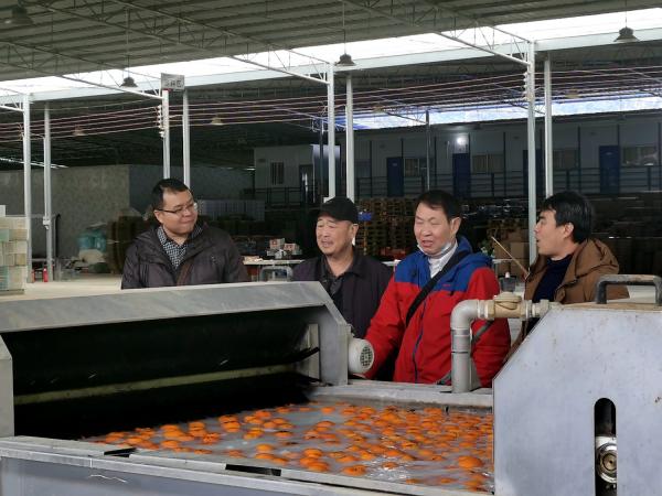 广西柑橘采后技术与质量安全团队赴武鸣指导沃柑防寒抗冻工作