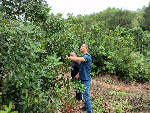 广西热作所特色水果产业科技先锋队赴宾阳县开展“抗涝减灾”科技服务