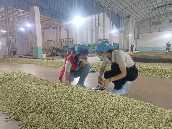 广西茶叶创新团队南宁综合试验站赴横州市交流茉莉花茶科技合作事项