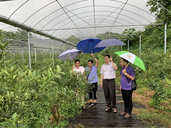 广西热作所融安金桔研究课题组科技人员赴融安县开展技术培训