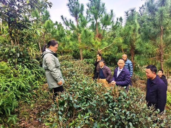 广西热作所科技人员应邀赴东兴开展茶叶及农产品加工产业调研及帮扶工作