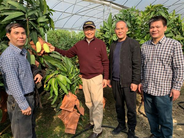 国际园艺学会芒果专业委员会主席陆平教授到访广西热作所开展学术交流活动