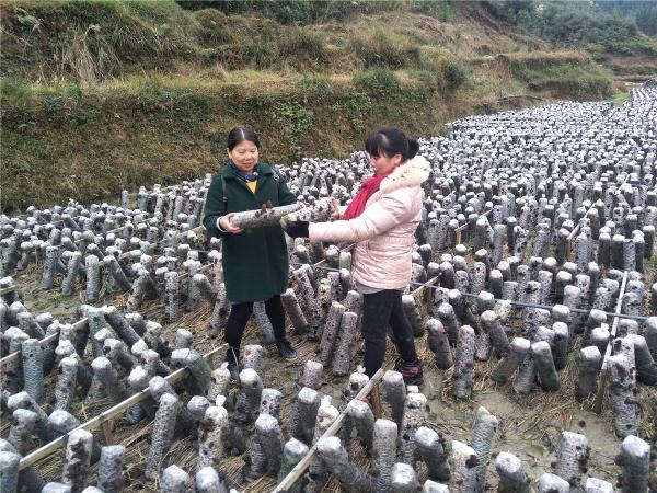 热作所贫困村科技特派员在融水县传统坡会开展科普宣传和技术指导