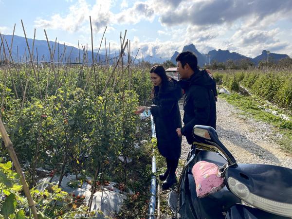 广西热作所农产品质量标准及检测技术研究团队到广西大凌武农业开发有限公司调研