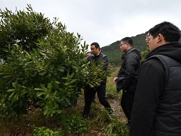 广西热作所澳洲坚果团队赴贵港市庆丰镇开展澳洲坚果“防冻、促花、促果”技术服务