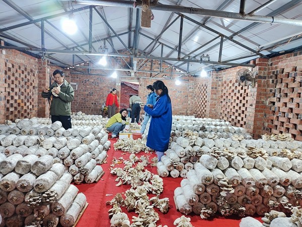 在剑麻研究基地，团队成员将利用 “麻渣基质” 培育出的食用菌采摘下来。 (2)_副本.jpg