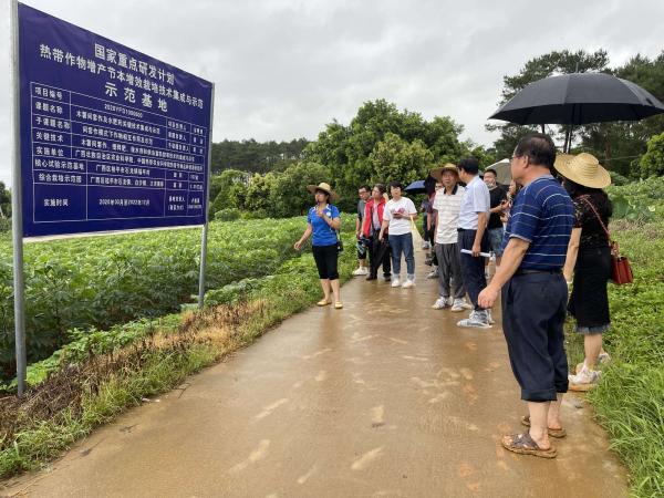 “木薯间套作及水肥药关键技术集成与示范”课题通过现场查定