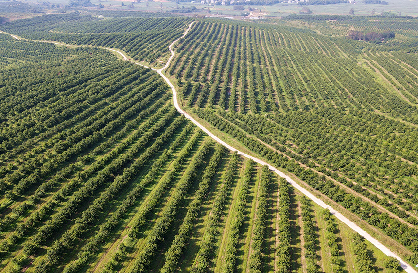 广西上思县。韦世仙摄