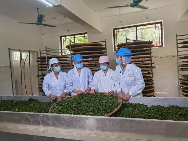 广西热作所茶叶团队赴宁明开展茶叶生产科技服务工作
