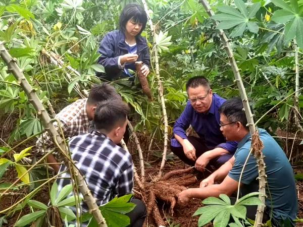 优良木薯新品种桂热13号获得加工企业青睐