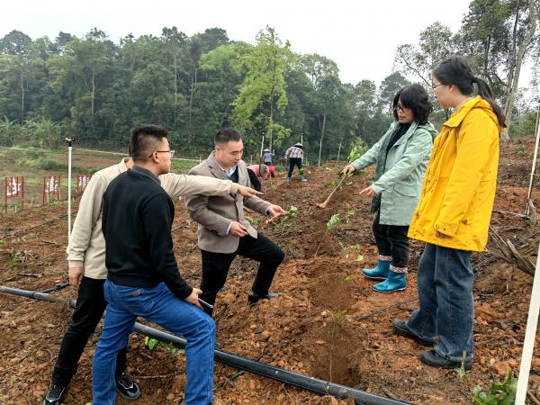 广西茶叶科技特派团到宁明开展茶树种植及加工技术指导