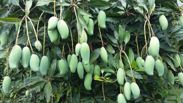 桂七芒硕果累累。