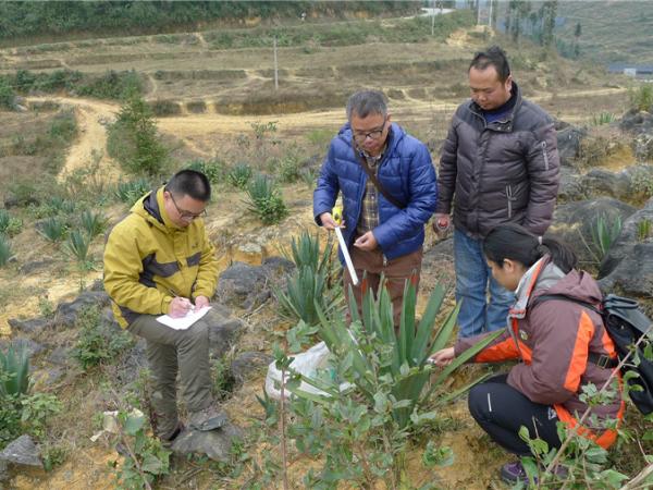 南宁剑麻试验站成员开展固土保水和石漠化地区生态恢复试验