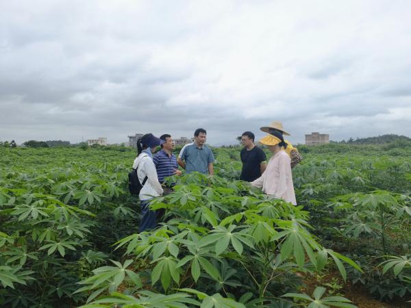 广西农业科学院科技人员到国家木薯产业技术体系贵港综合试验站考察指导