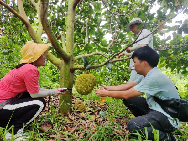 广西热作所菠萝蜜研究团队到玉林市开展科技服务
