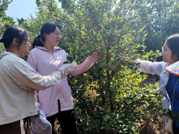 广西热作所科技人员赴横州市开展粮油增产增效活动