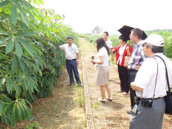 台湾木薯考察团到热作所考察交流