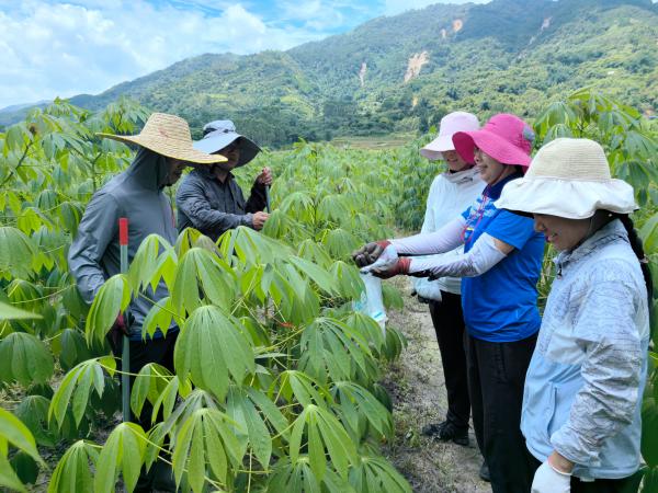 广西热作所木薯研究团队到卖酒镇开展科技服务