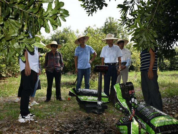 广西热作所承担的广西创新驱动发展重大专项课题“澳洲坚果优良品种选育技术研究与示范推广”通过现场查定