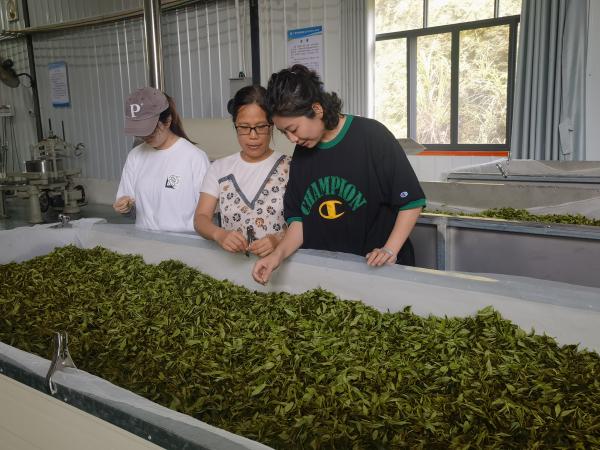 广西热作所茶叶产业科技先锋队赴兴业县开展技术服务