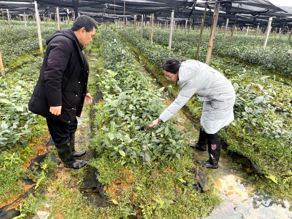广西热作所茶叶团队赴武鸣茶区开展春耕防寒抗冻科技活动