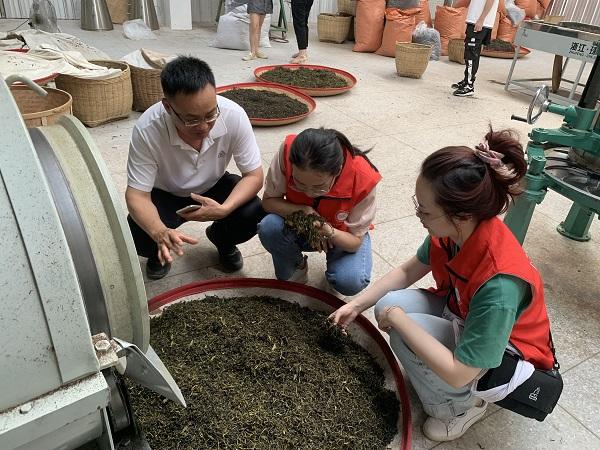 广西热作所茶叶产业科技先锋队赴兴业县开展科技服务及交流合作