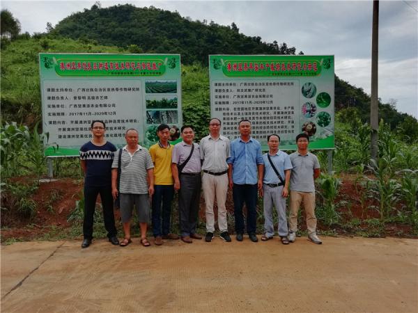 广西热作所科技人员赴百色地区调研广西创新驱动发展专项澳洲坚果课题建设