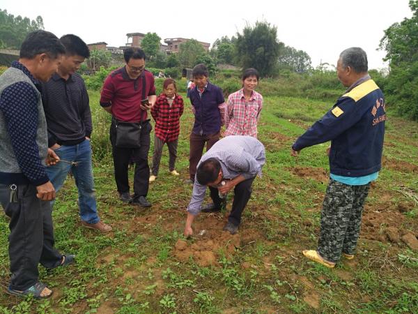 广西热作所水果研究中心番木瓜课题组赴横县开展番木瓜种植技术培训